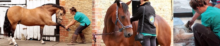 A Veterinary Perspective on the Soft Tissue and Pain Management Course